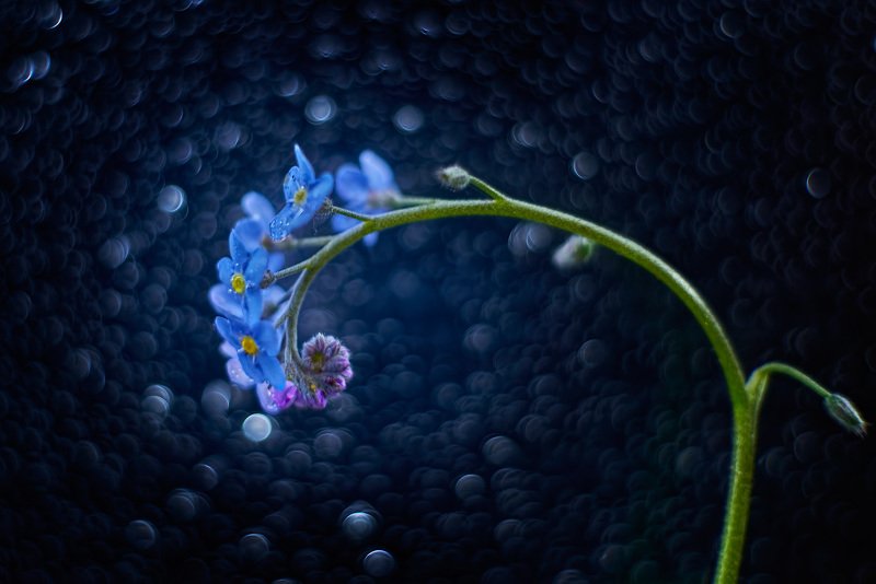 незабудки, цветы, боке, trioplan100 Незабудки. фото превью