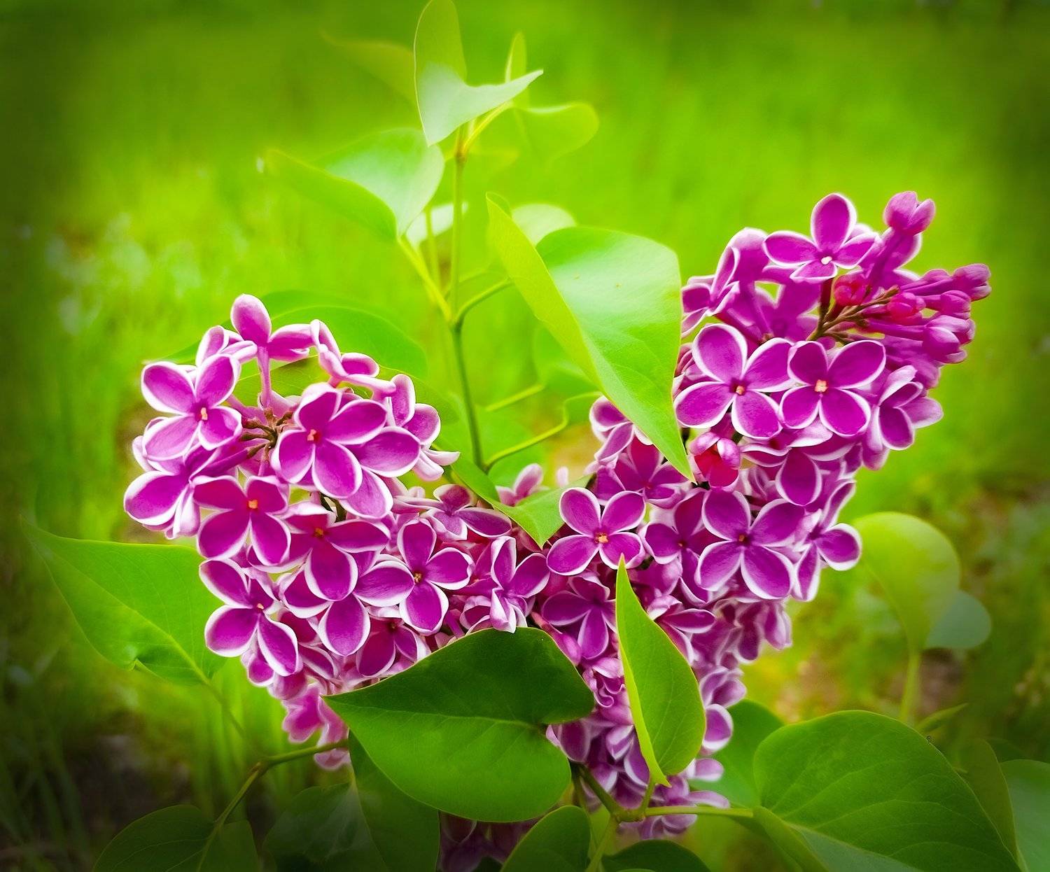 , петр чиков