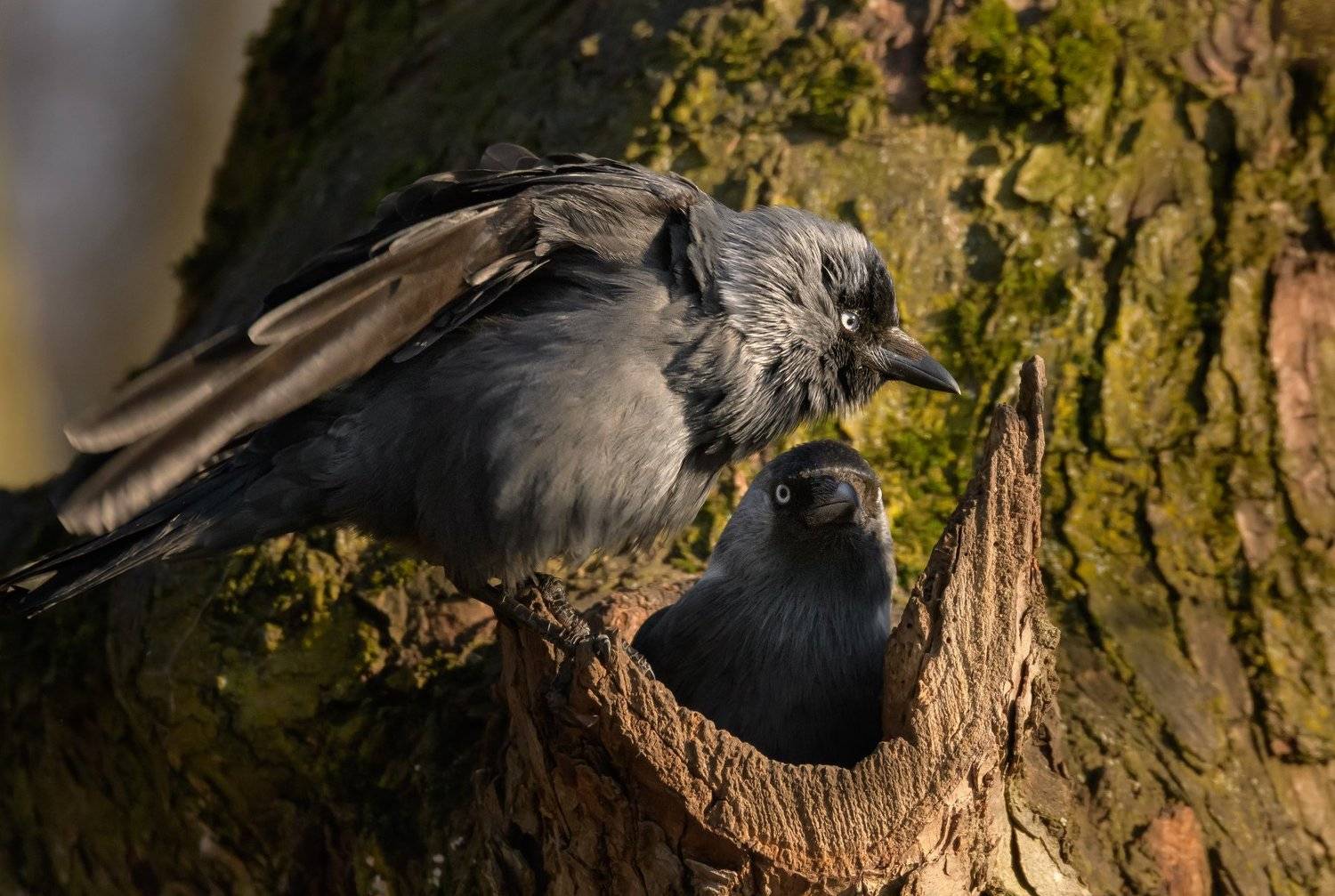 галки, галка, дуплогнёздники, пара птиц, гнездование, дупло, липа, Coloeus monedula, Corvus monedula, весна 2020, март, Ксения Соварцева