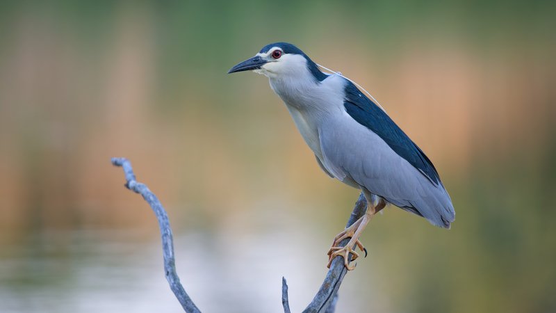 кваква УТРО на речке КОЧЕТЫ фото превью