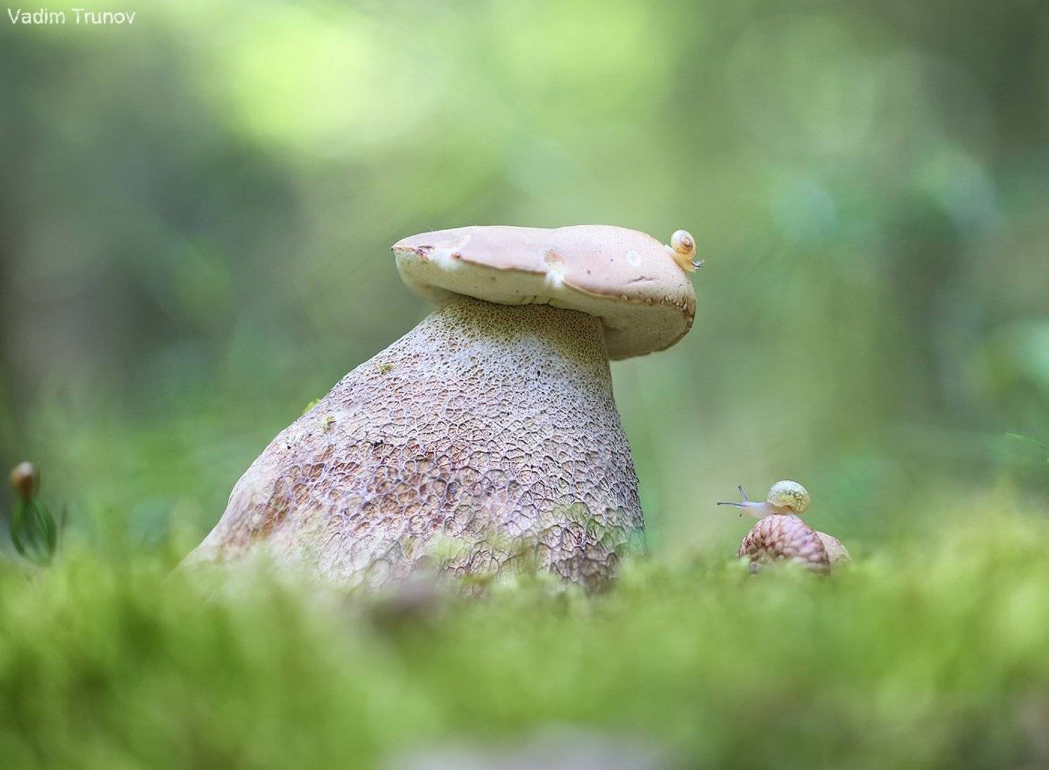 белый гриб, улитка, Вадим Трунов