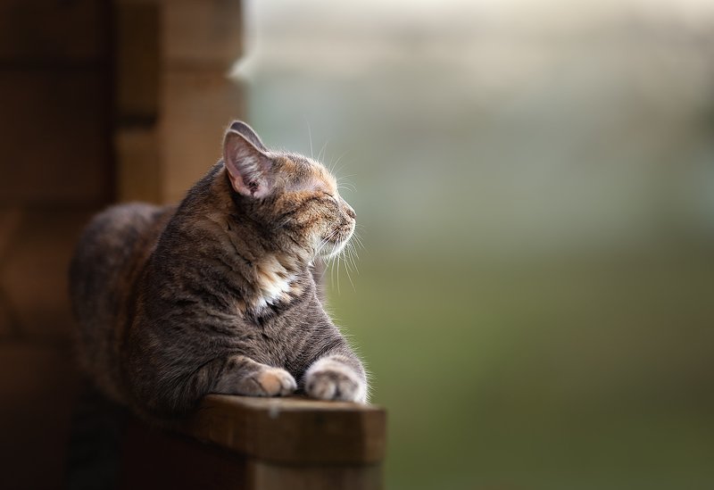 ... фото превью