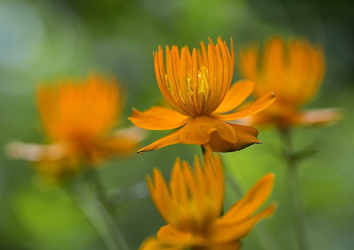 купальница  китайская trolium chinensis, Евгений Слободской