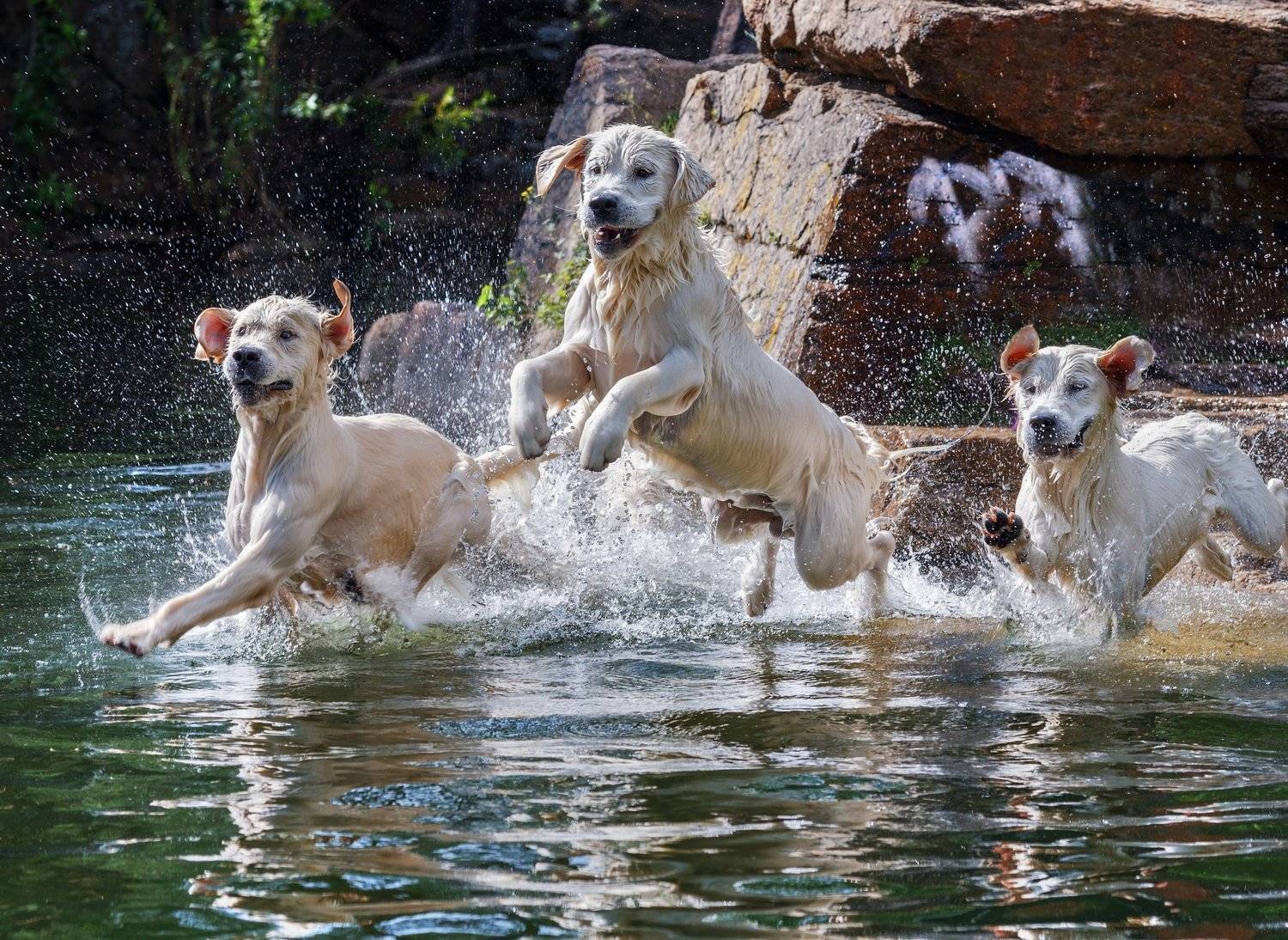 , Олег Богданов