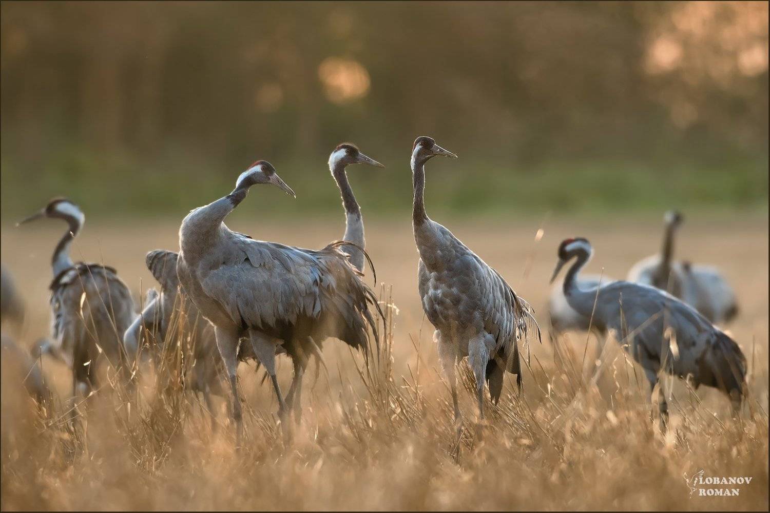 журавль, журавлиная, родина, сергиев, посад, пересвет, птицы, лобанов, Lobanov Roman