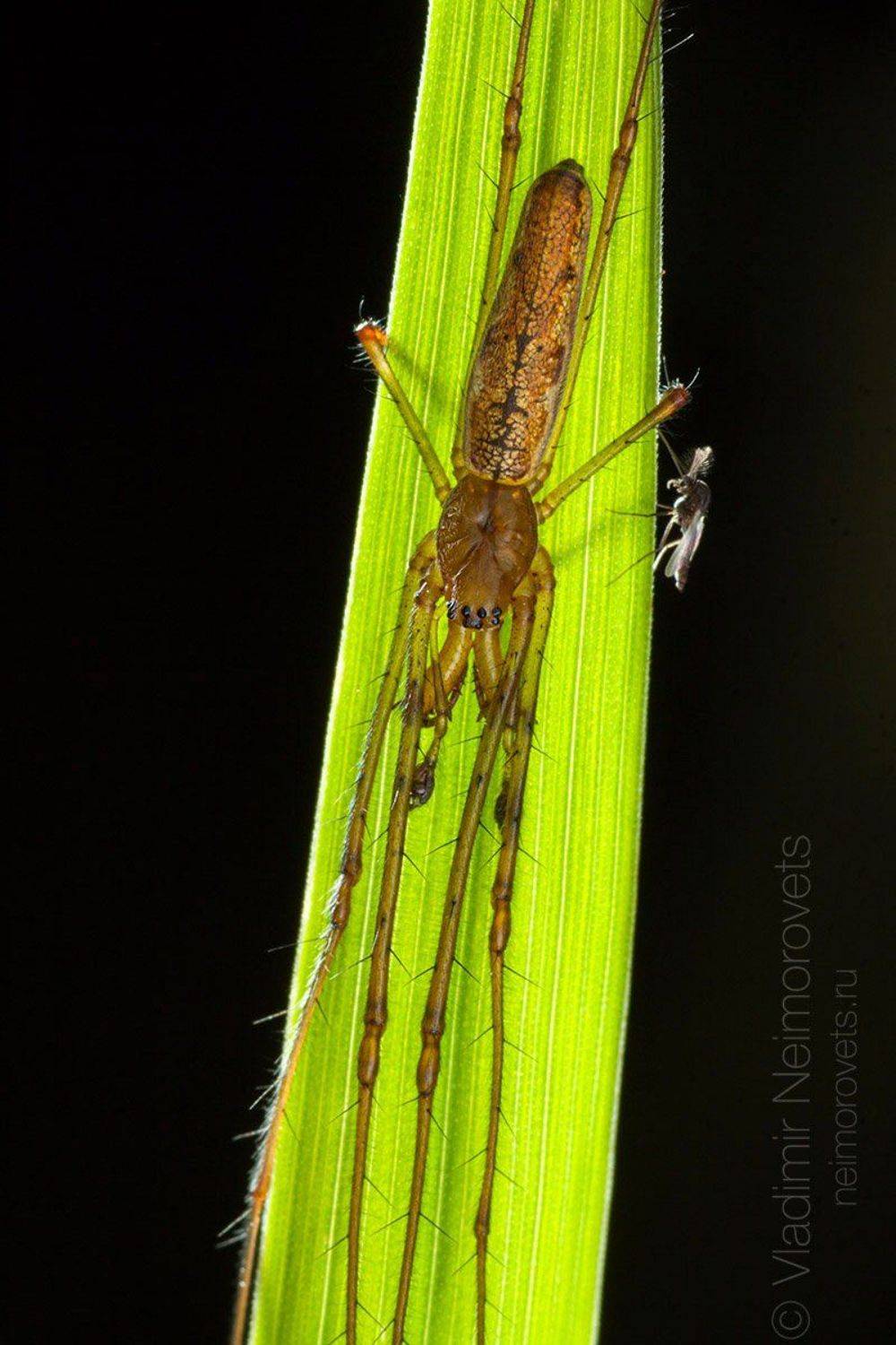 Tetragnatha extensa, Common Stretch-spider, spider, araneae, arachnid, Gatchina district, Leningrad Region, Russia, close-up, close up, macro, Владимир Нейморовец