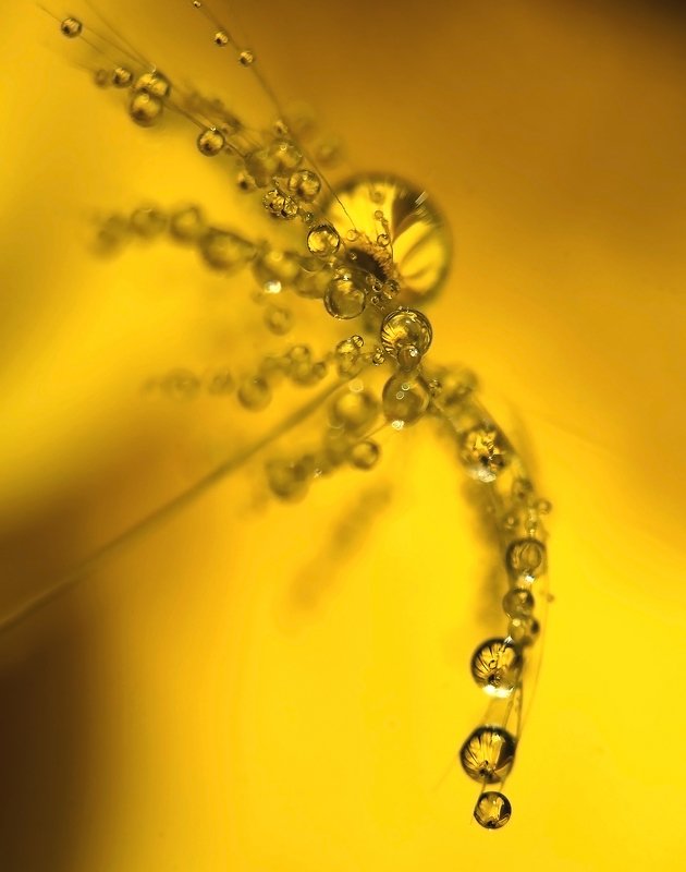 макро, капли, вода, волшебство, макро мир, макрофотография, россия, The reflection of yellow happiness фото превью