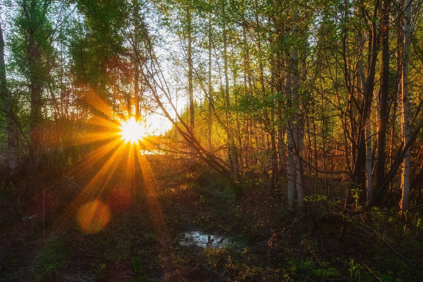 печора,коми,рассвет, Игорь Подобаев
