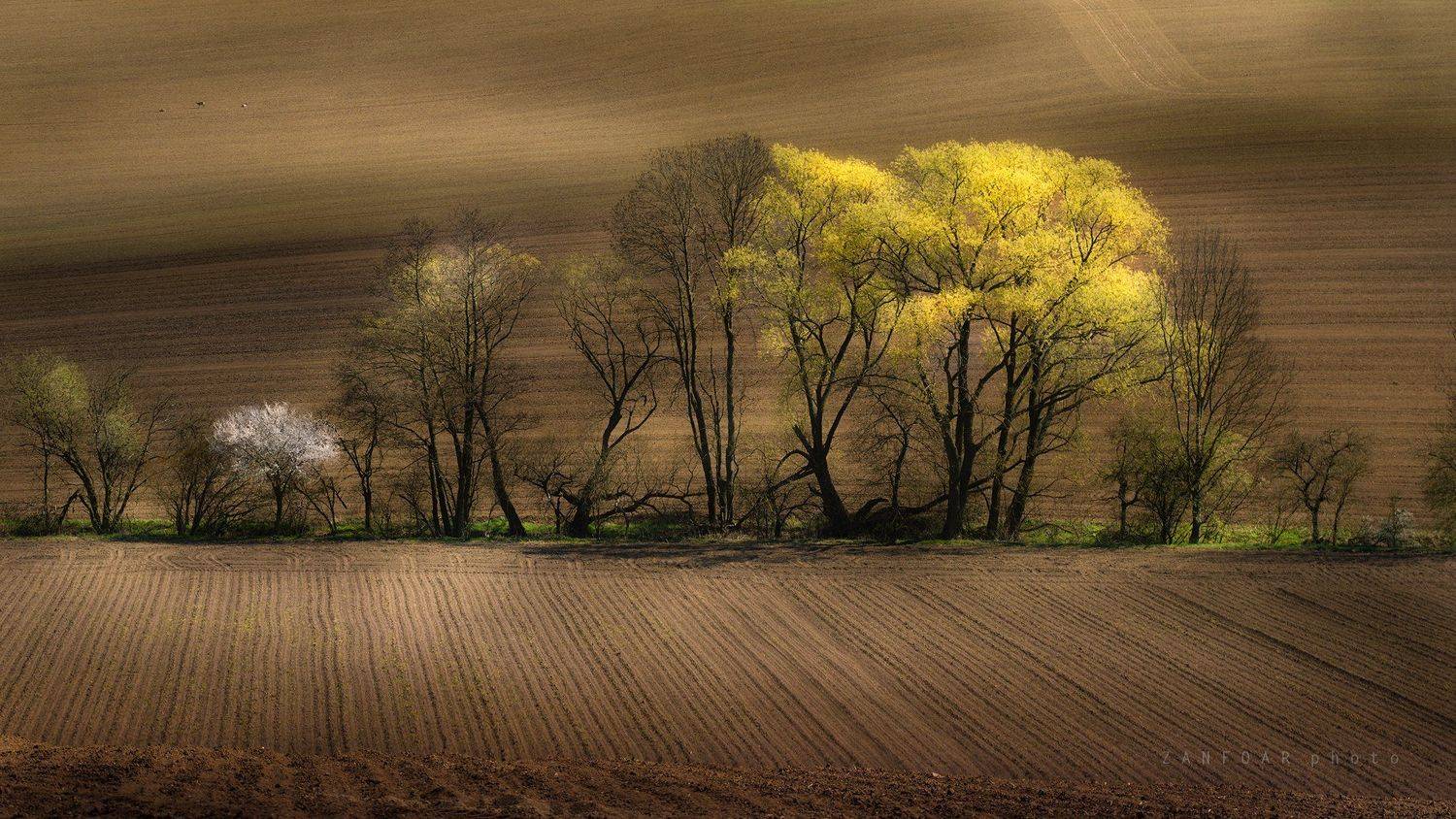 весна в полях,весна ,nikon d750,zanfoar,czech republic,czechia,чехия,nature,landscape,moravia,toscana, Zanfoar