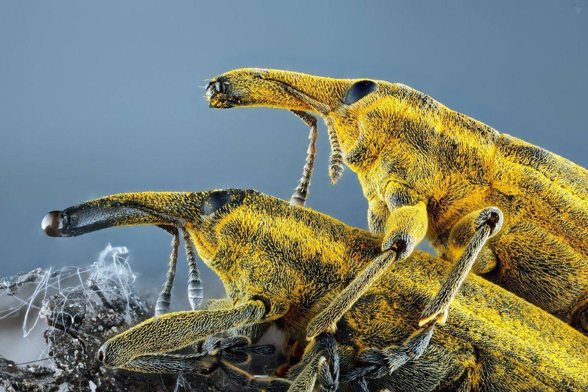 insect, Lixus iridis, macro, Wojciech Grzanka