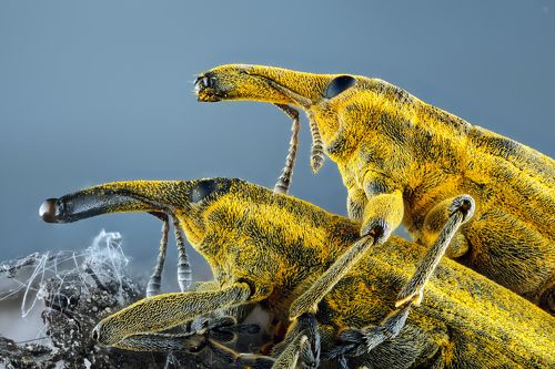 Lixus iridis
