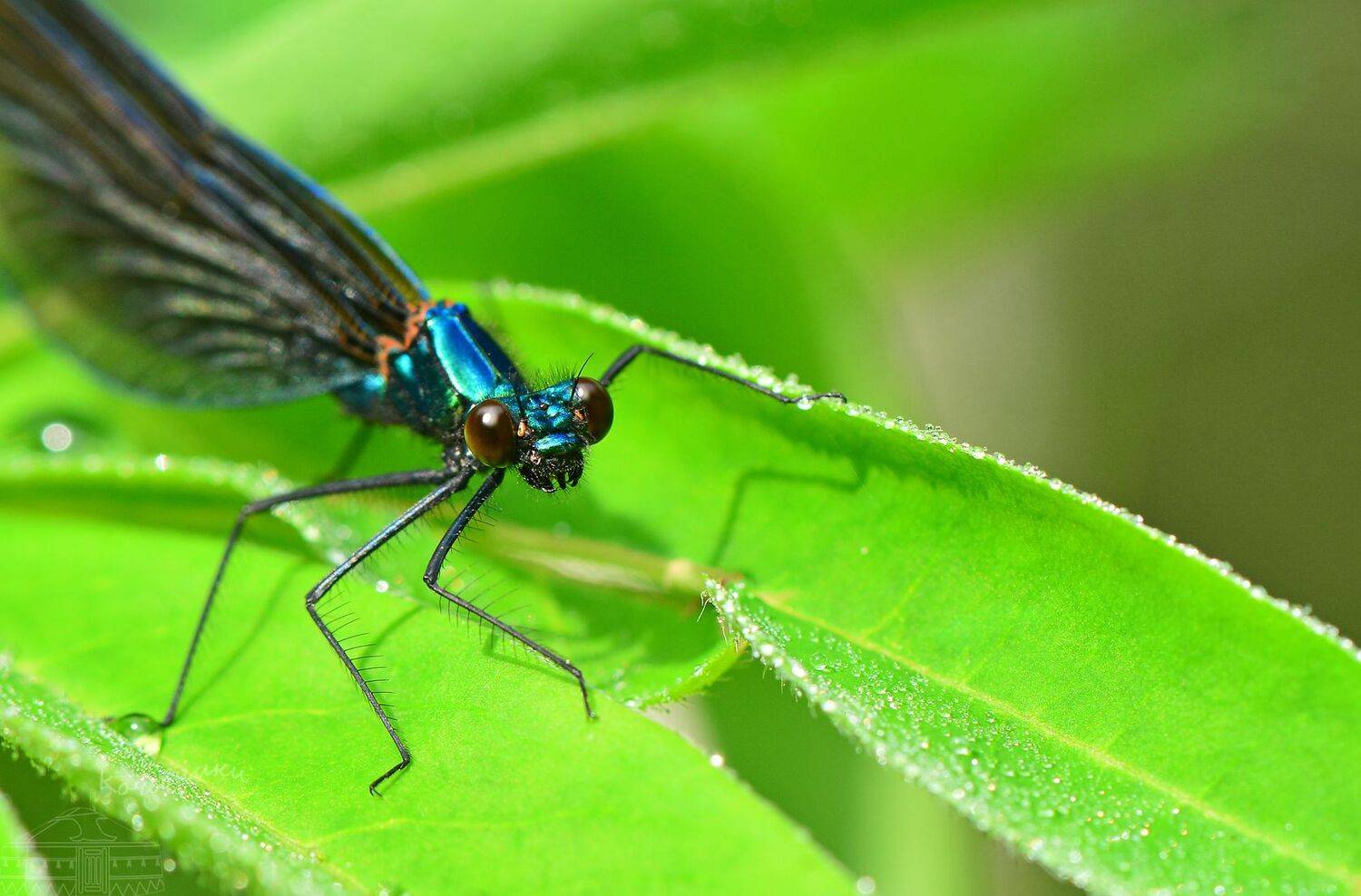 стрекоза, красотка-девушка, макросъемка, макро, насекомые, Юлия Абрамова