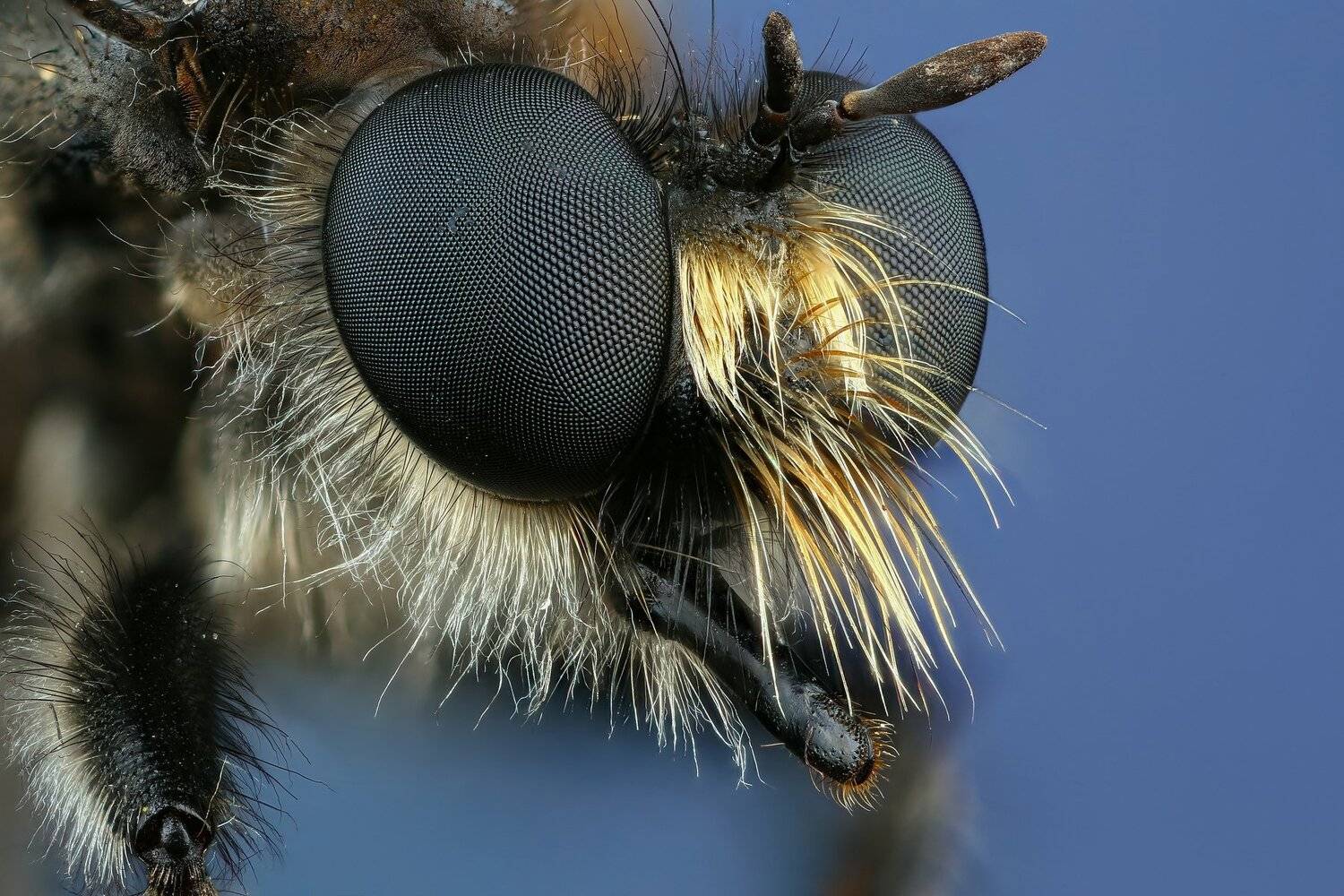 муха,макро,природа,усы,цвет,глаза,синий,портрет, Андрей Шаповалов