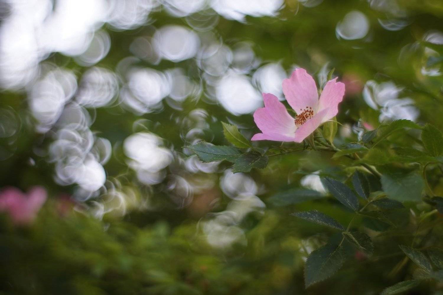 Шиповник, Юпитер 8, Чепленко Алексей