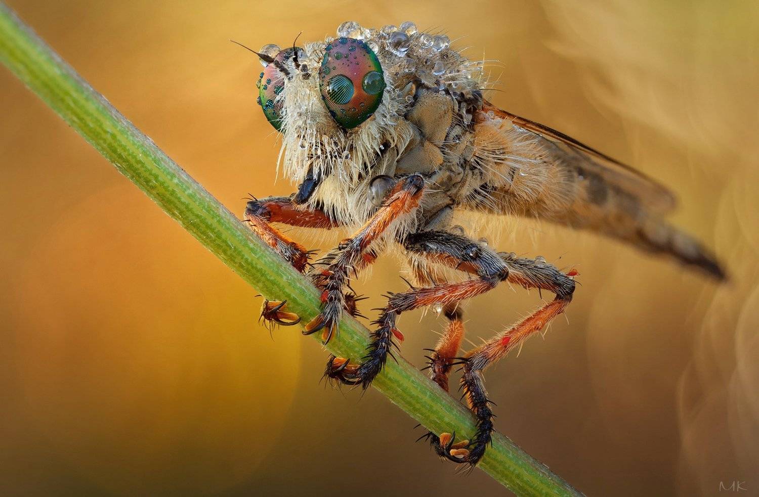 ктырь, robber fly, Miron Karlinsky