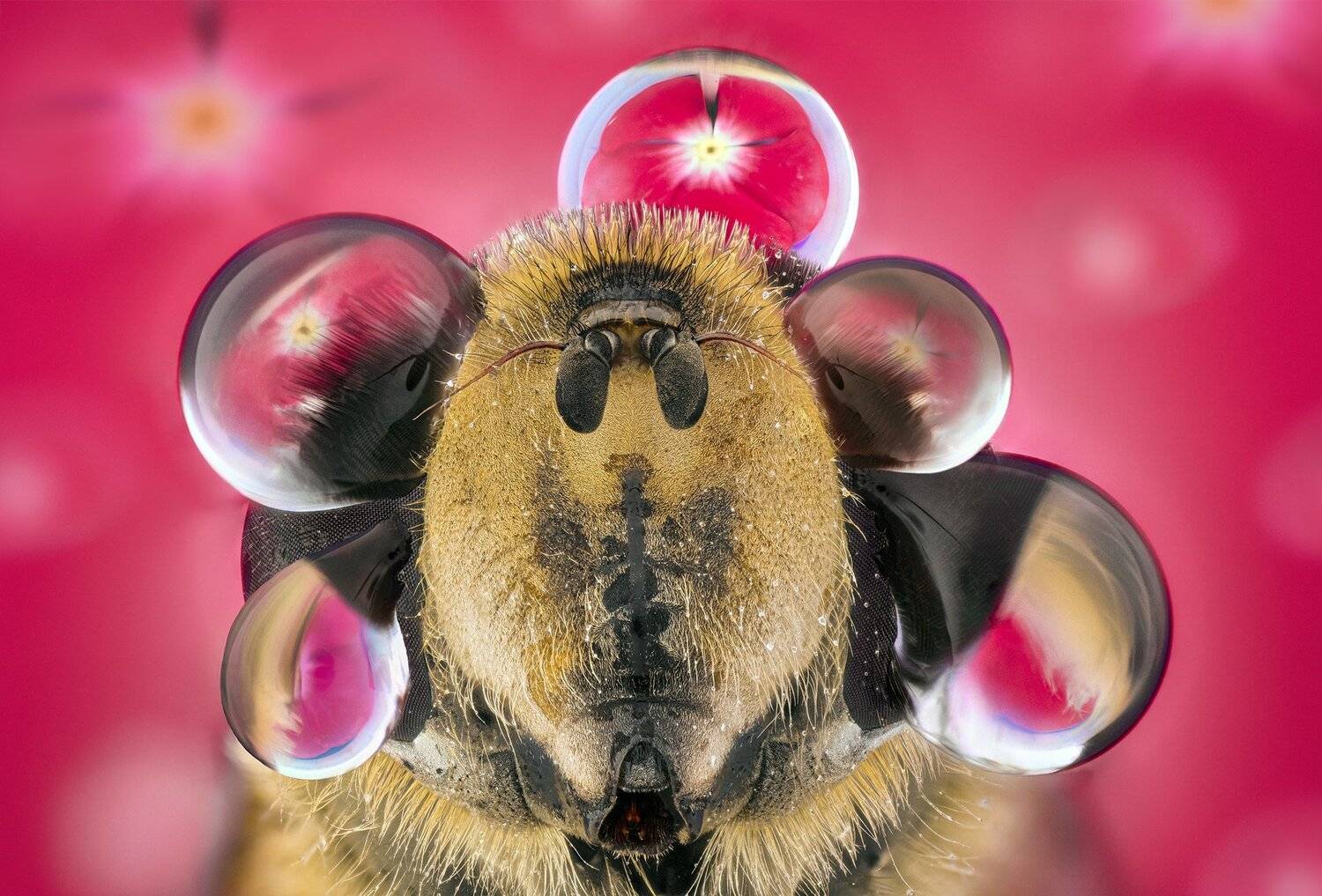 ceclii, macro, nikon d3400, lomo 3.7, Tsvetan Ganev