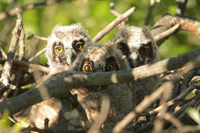 животные птица птенцы ушастой совы гнездо Трое фото превью