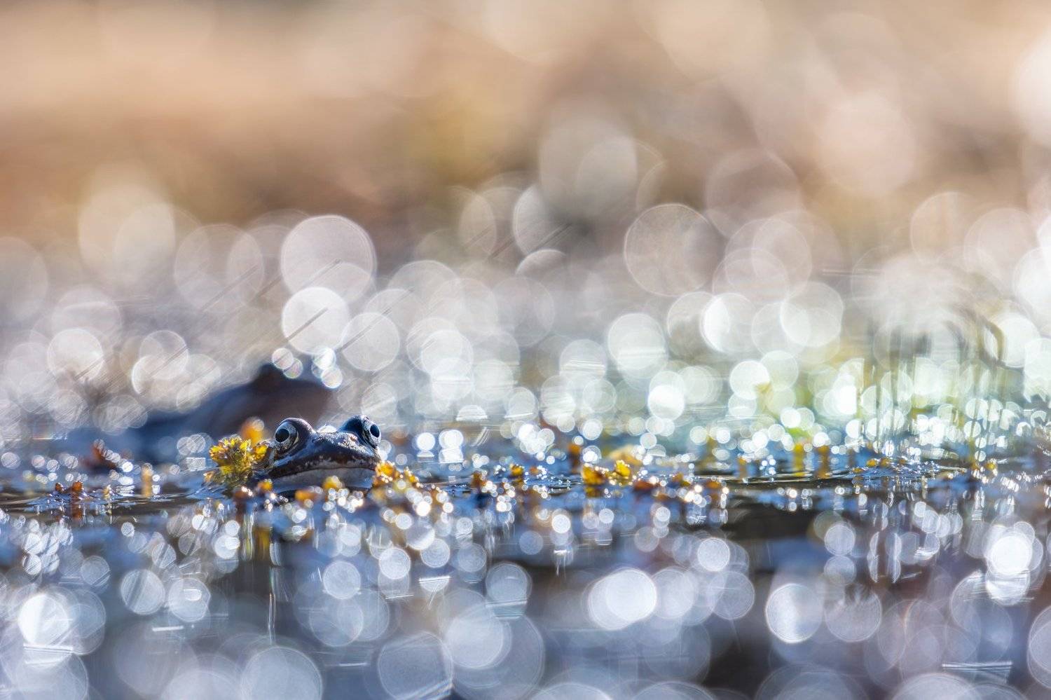 macro, bokeh, vintage lens, nature, frog, fauna, Sylwia Grabinska