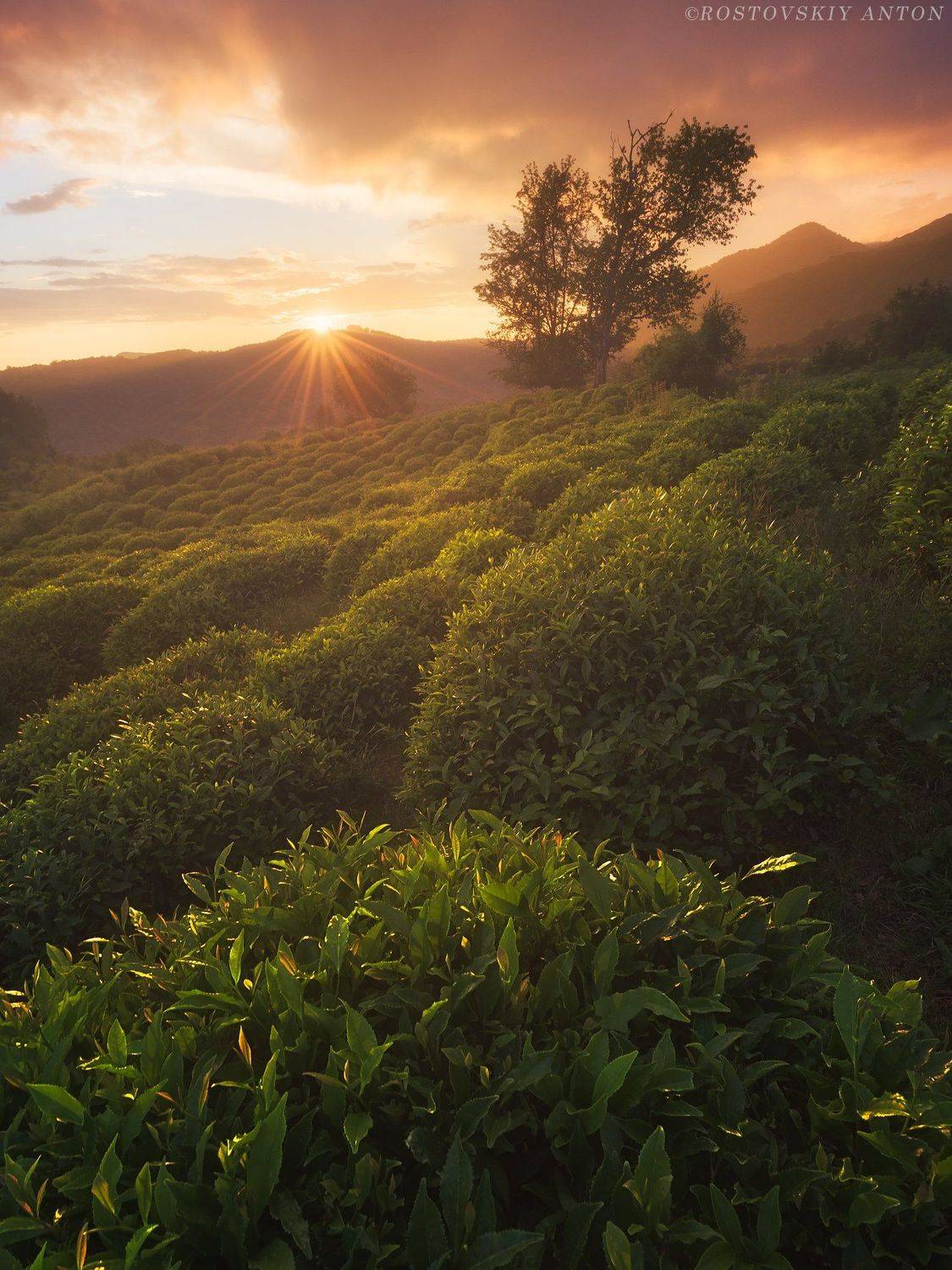 Tea, plantation, Sochi, Сочи, фототур, Антон Ростовский