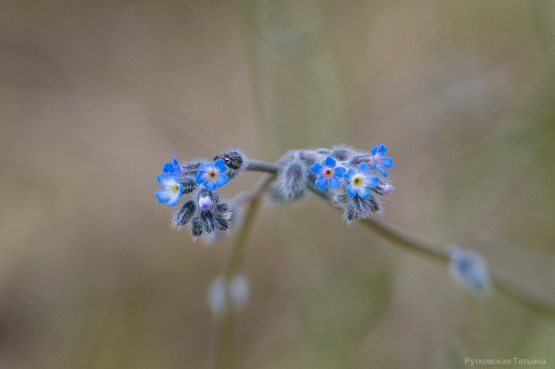 Нежность фото превью