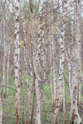 Нежный этюд.