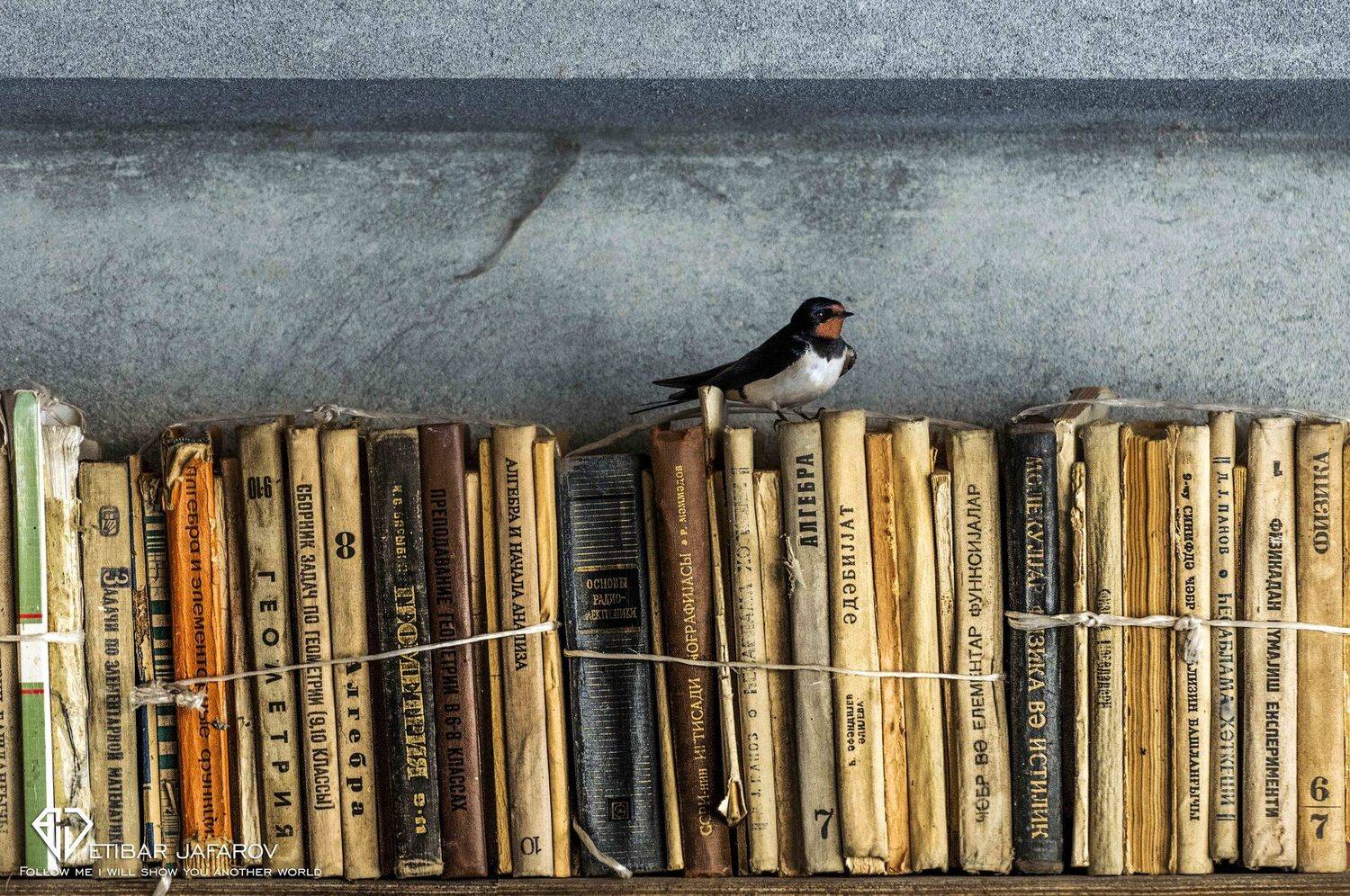 Городская ласточка, Etibar Jafarov