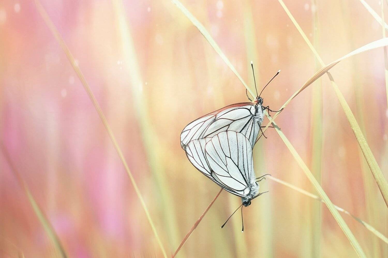 , Лапшина Владлена