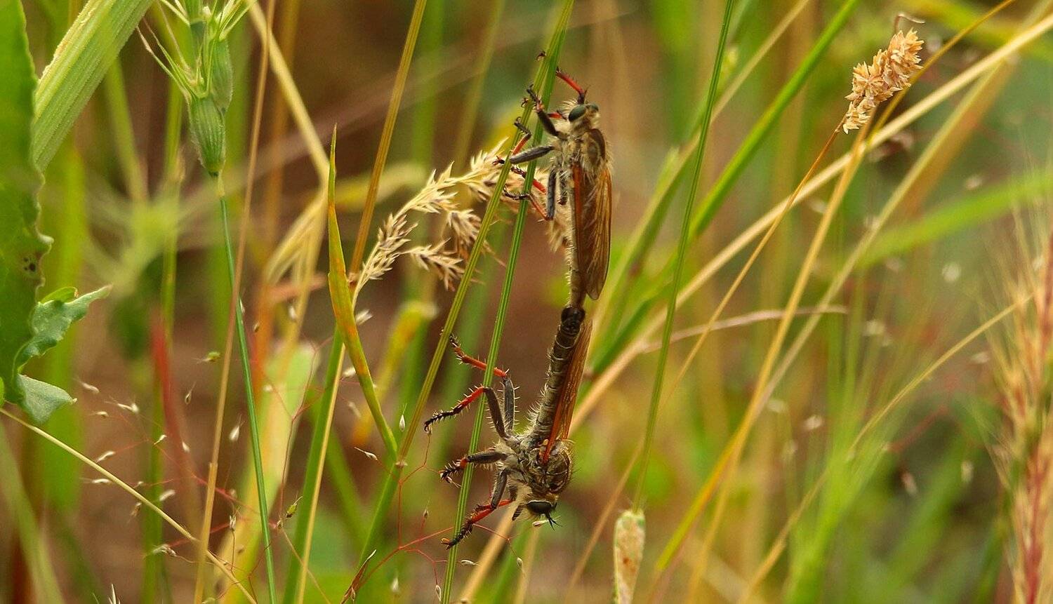 флора,фауна,насекомое,, Marat Magov