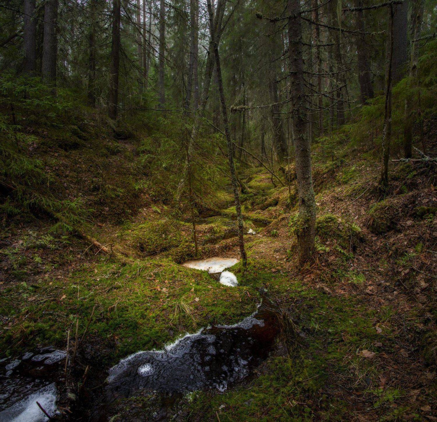 архангельская обасть, весна, русский север, вельский район, ручей, лес, Михаил Карпов