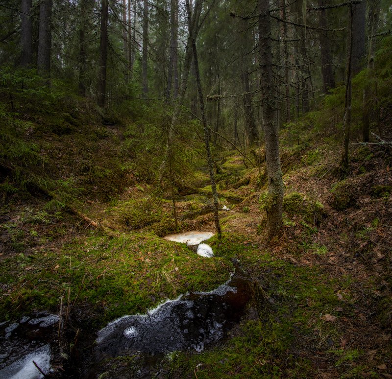 архангельская обасть, весна, русский север, вельский район, ручей, лес Ручей фото превью