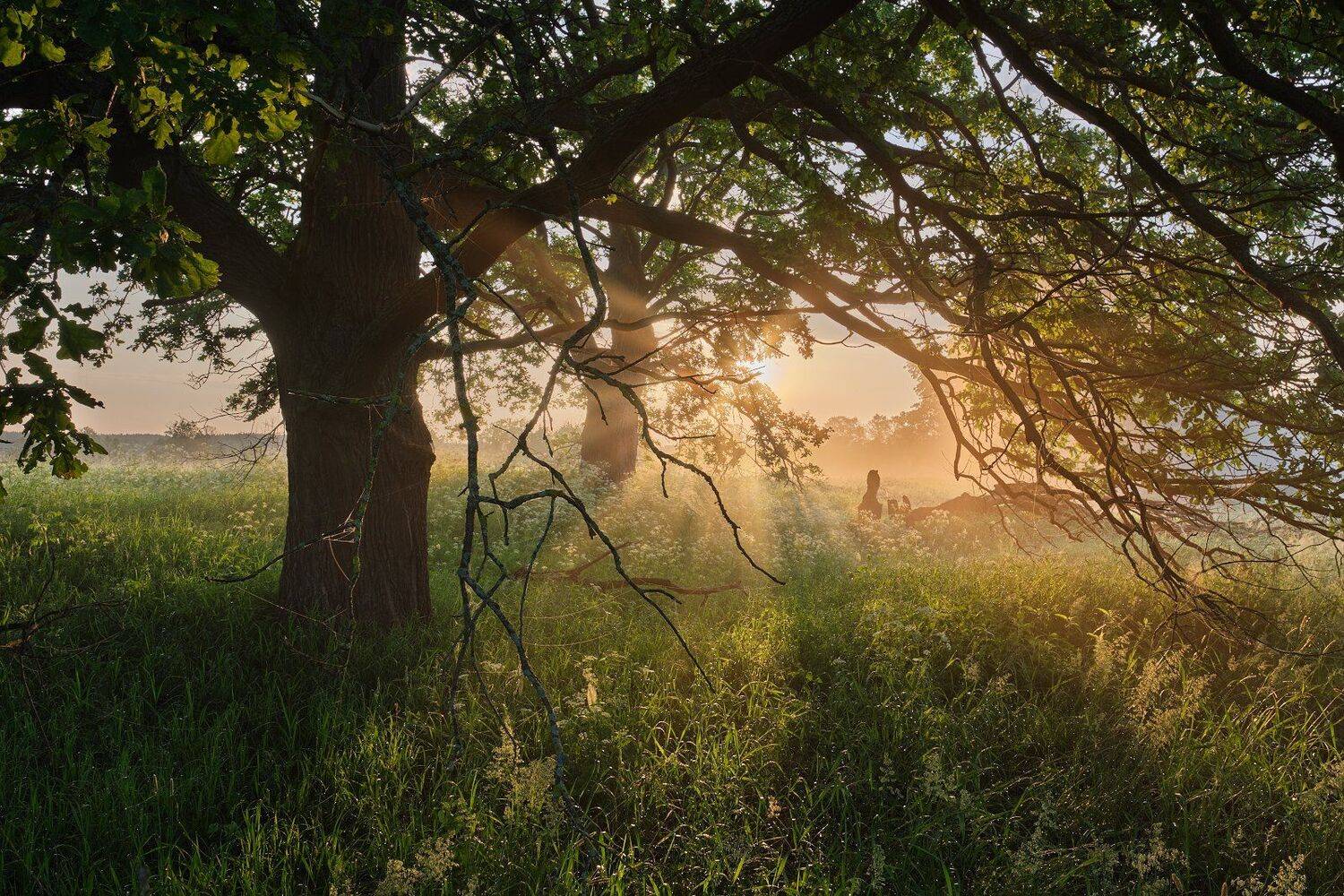 утро, рассвет, солнце, дерево, туман, Григорий Бельцев