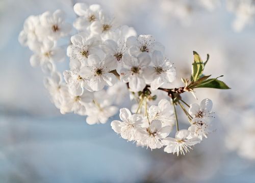 spring
