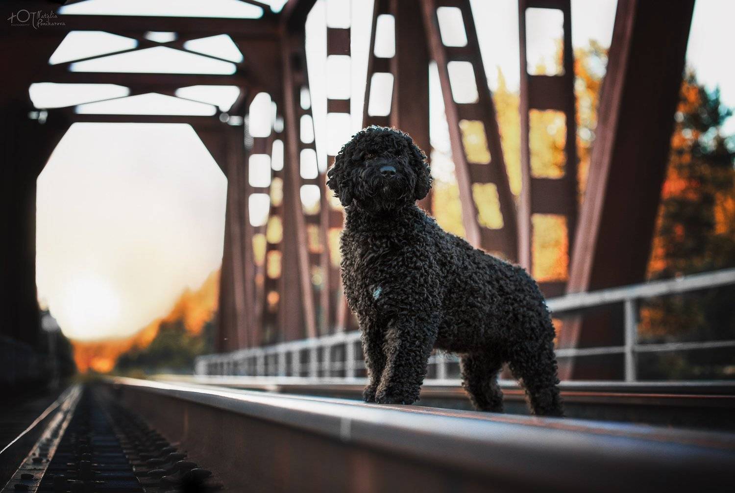 , Наталия Поникарова