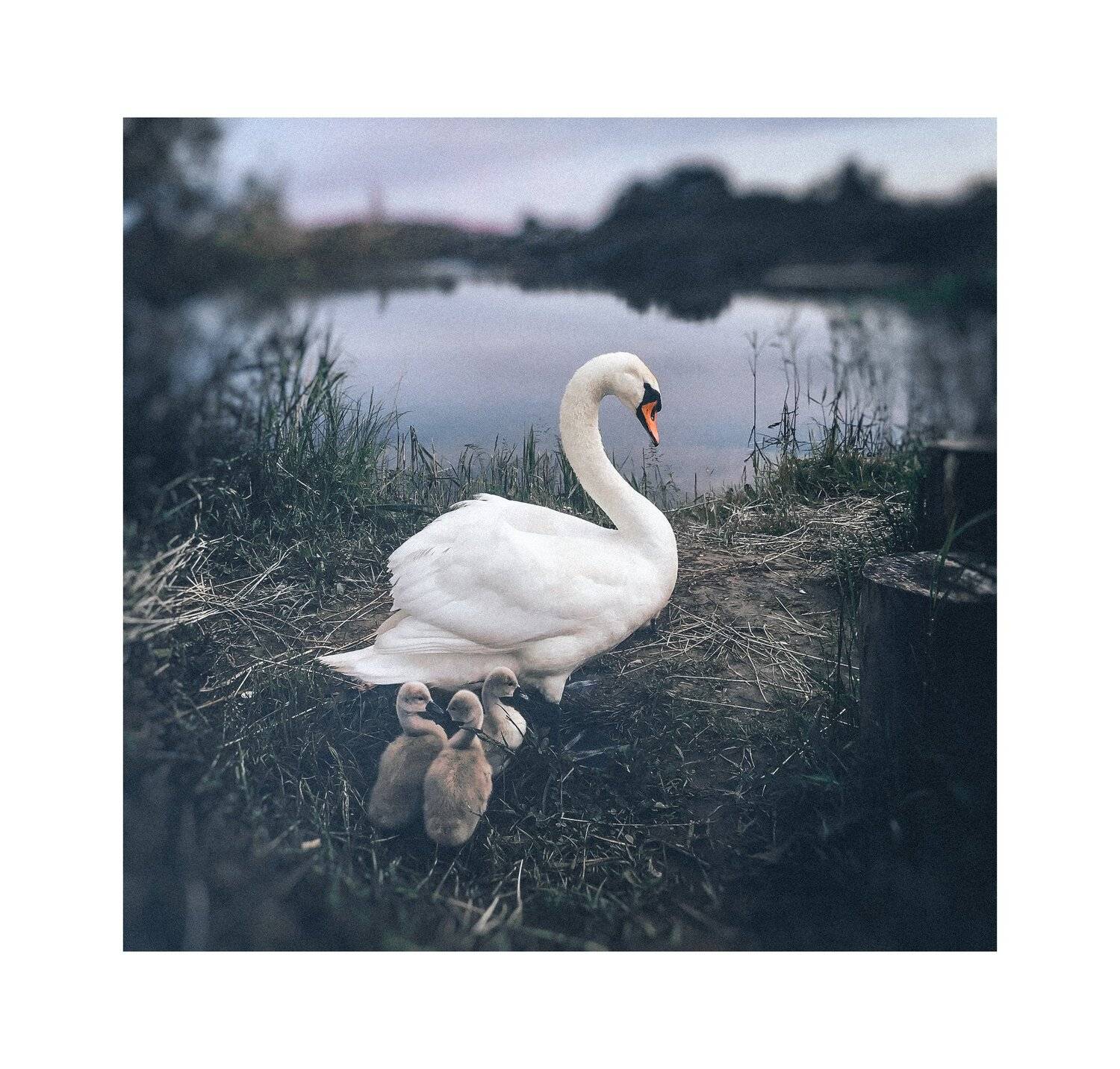 #iphone #picsart #snapseed, Artur Politov