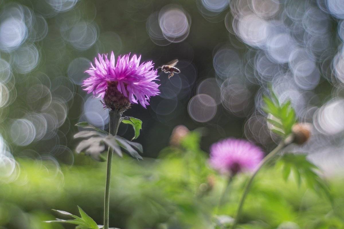Юпитер 8, пчела, цветы, Чепленко Алексей
