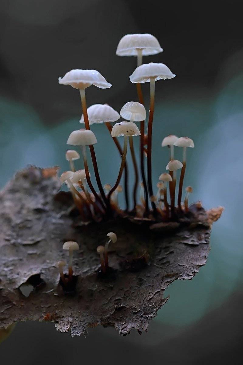 , Галина Горькавая