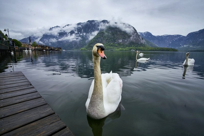 landscapes  travel харштадт Австрия  фото превью