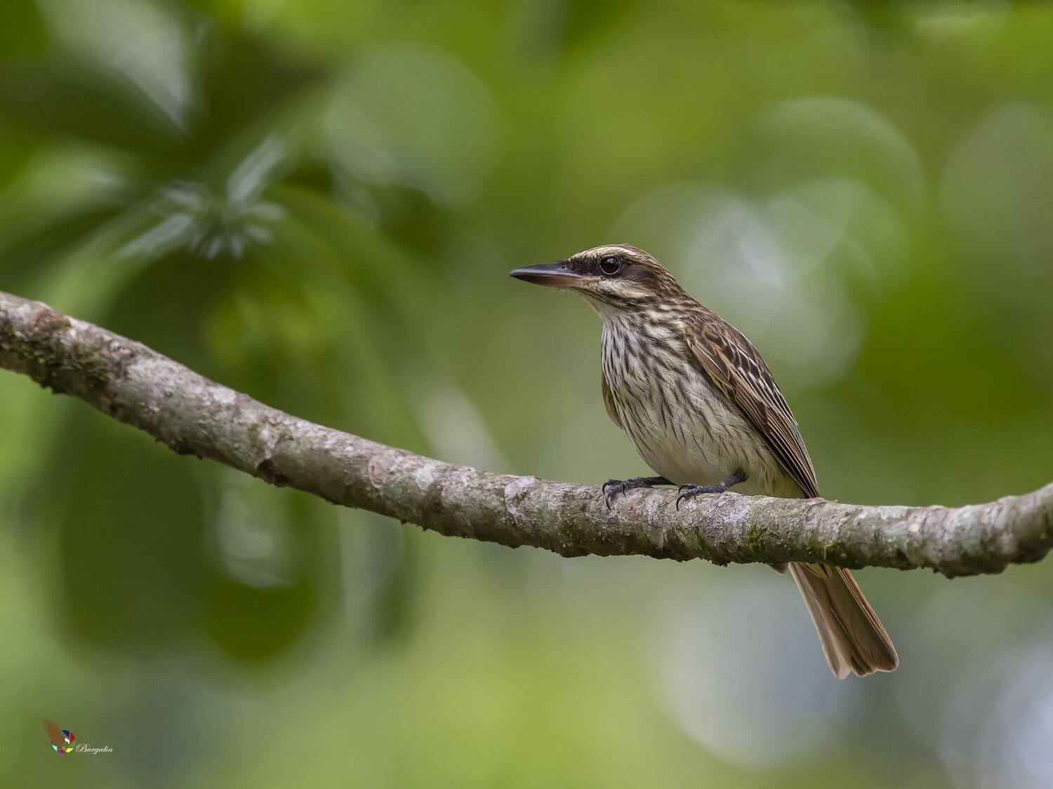 , Fernando Burgalin Sequeira
