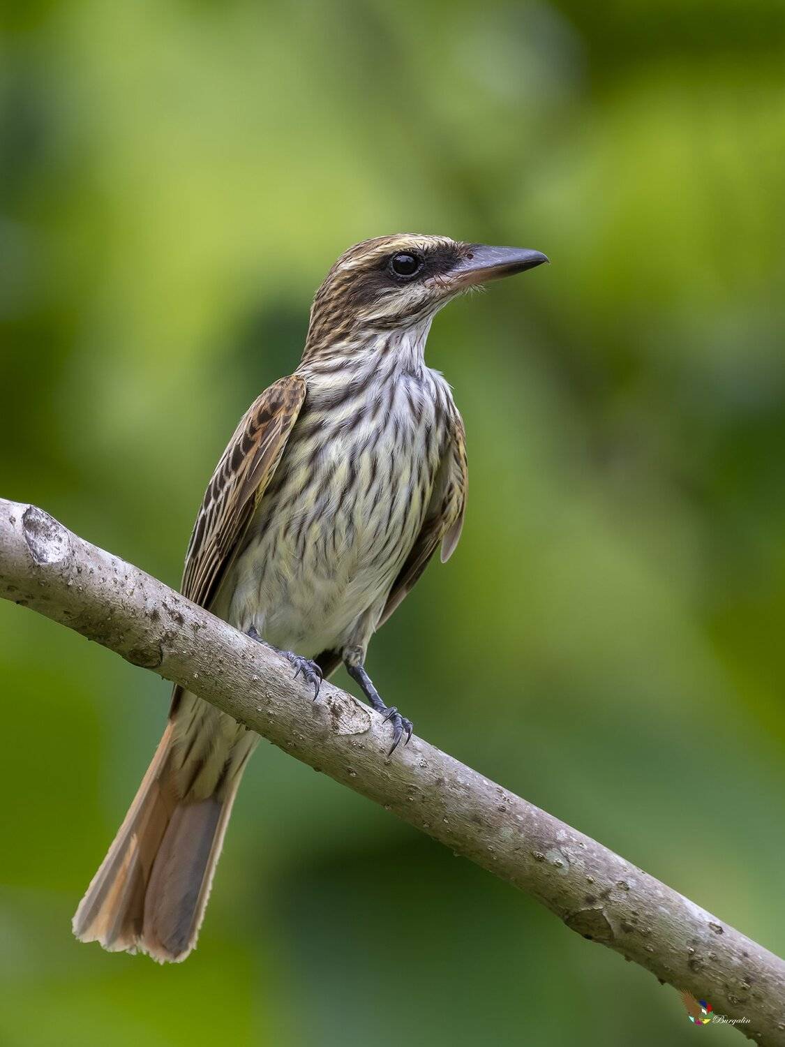 , Fernando Burgalin Sequeira
