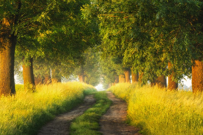 Sunny alley фото превью