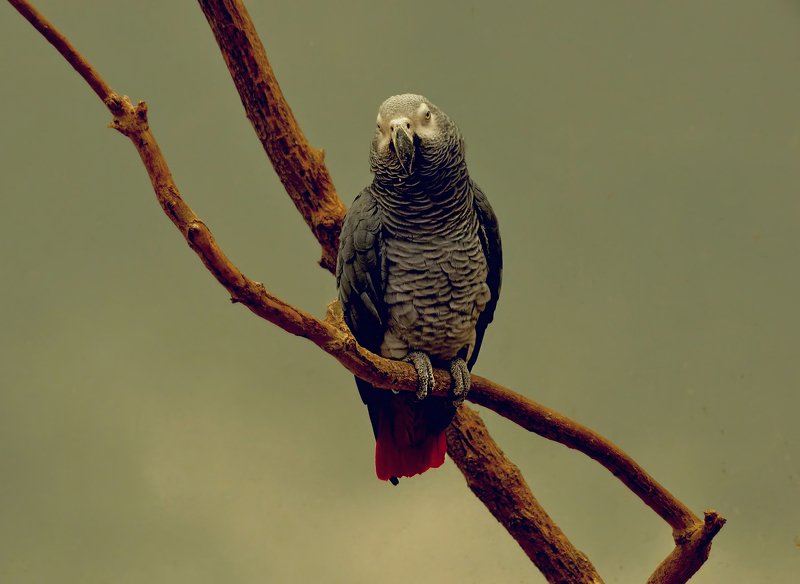 abudhabi.parrot.rendezvous Свидание фото превью