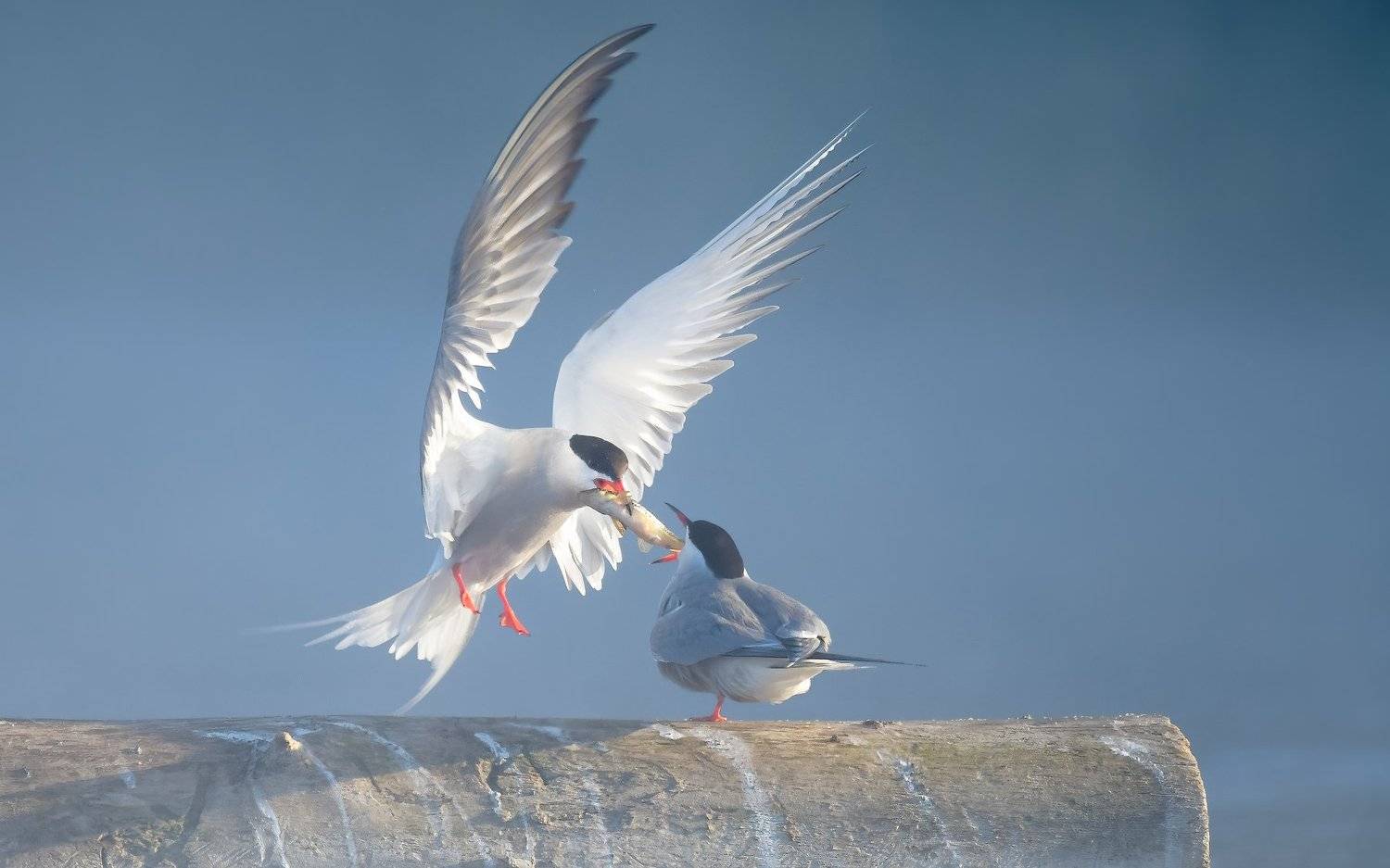 крачка речная, Sterna hirundo, обыкновенная крачка, брачный ритуал, ухаживания птиц, презент, подарок, принц, белые крылья, птица в полёте, романтика, красивый момент, нежные чувства, светлый, туман, Москва река, птицы Одинцовского края, Одинцовский округ, Ксения Соварцева