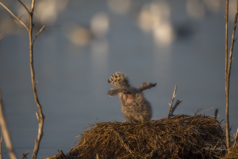 Мне бы в небо фото превью