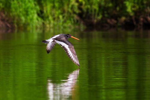 Кулик-Сорока