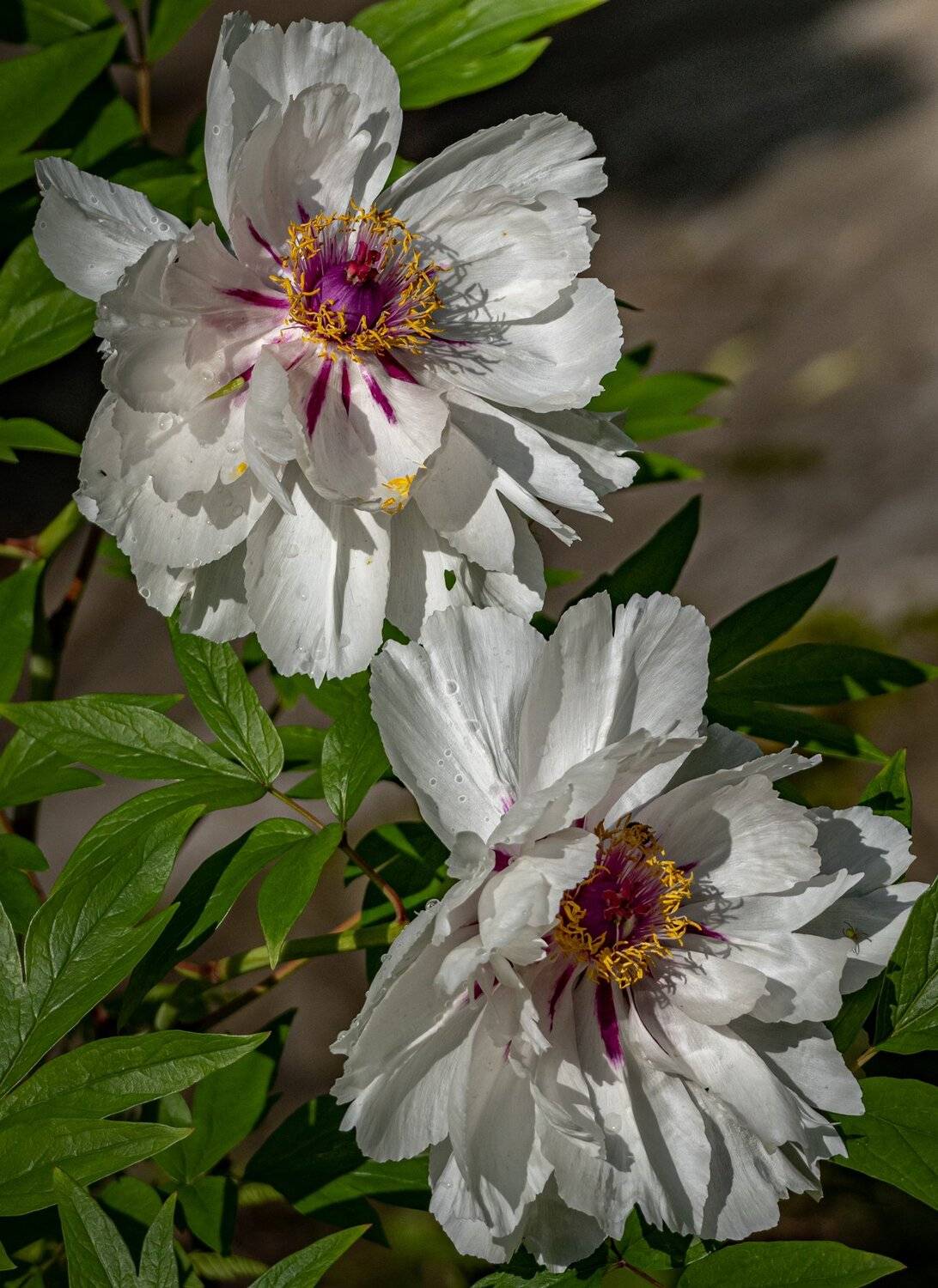 , Курлянцев Алексей