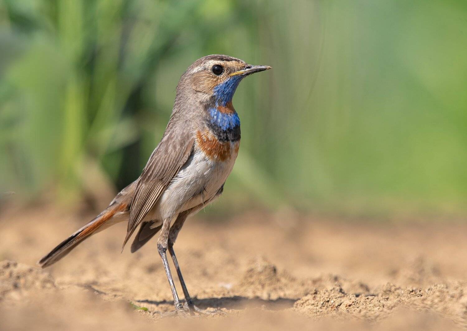 птицы,природа, лето, Андрей Киселёв