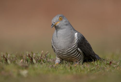 Cuckoo