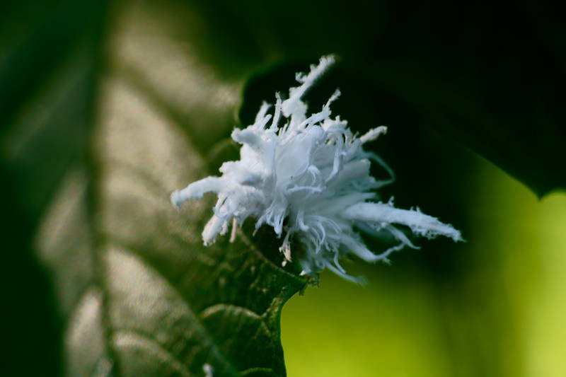 south korea, seoul, park, summer, worm, macro, animal, white, unique form, A White worm фото превью