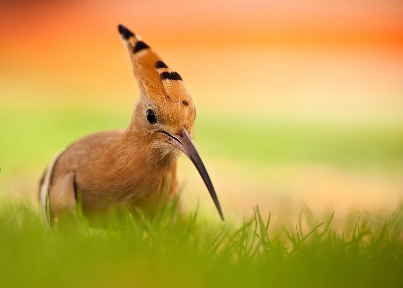 Hoopoe фото превью