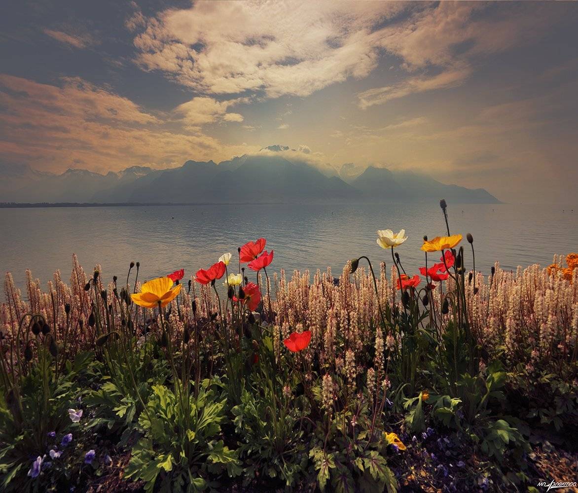 swiss, Матвеев Николай